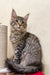 Gray tabby Maine Coon kitten with fluffy fur and pointed ears from Ambasador