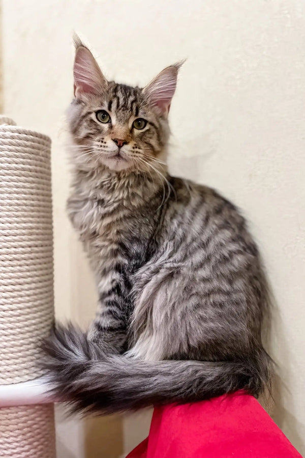 Silver tabby Maine Coon cat chilling on a cat tree in the Ambasador | Maine Coon Kitten