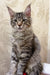 Striped gray Maine Coon kitten with fluffy fur and alert ears for Ambasador product