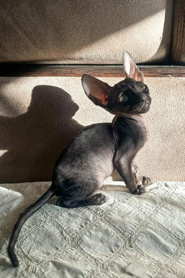 Cute black Cornish Rex kitten with big ears, perfect for cozying up in any home