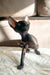 Cute hairless black Cornish Rex kitten from Ambiance collection