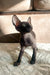 Hairless black Cornish Rex kitten from Ambiance, looking adorable and playful