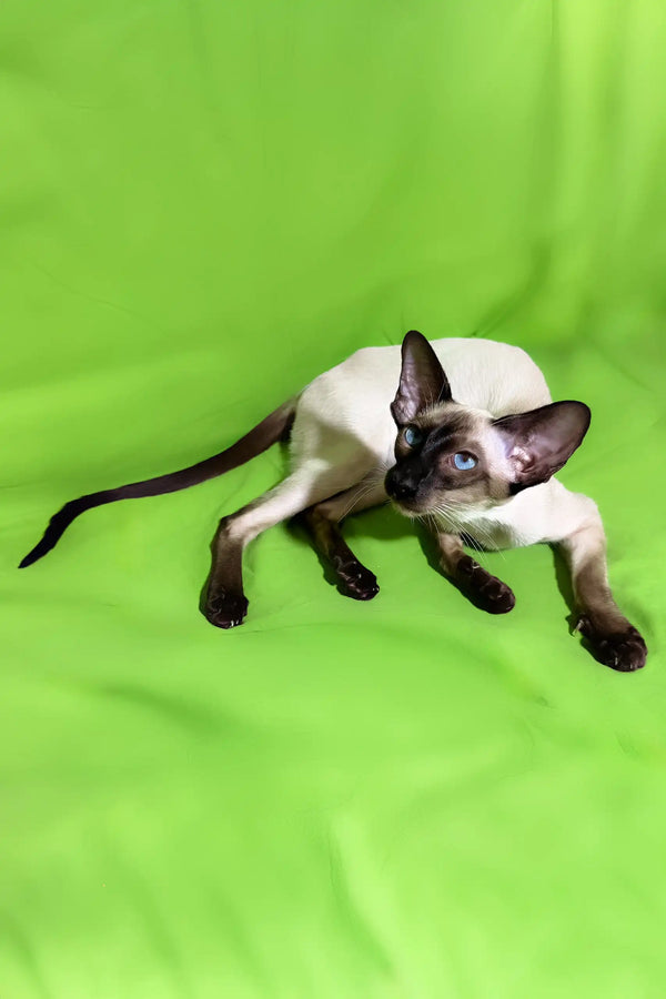 Amelia | oriental shorthair kitten