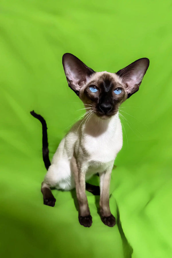 Amelia | oriental shorthair kitten