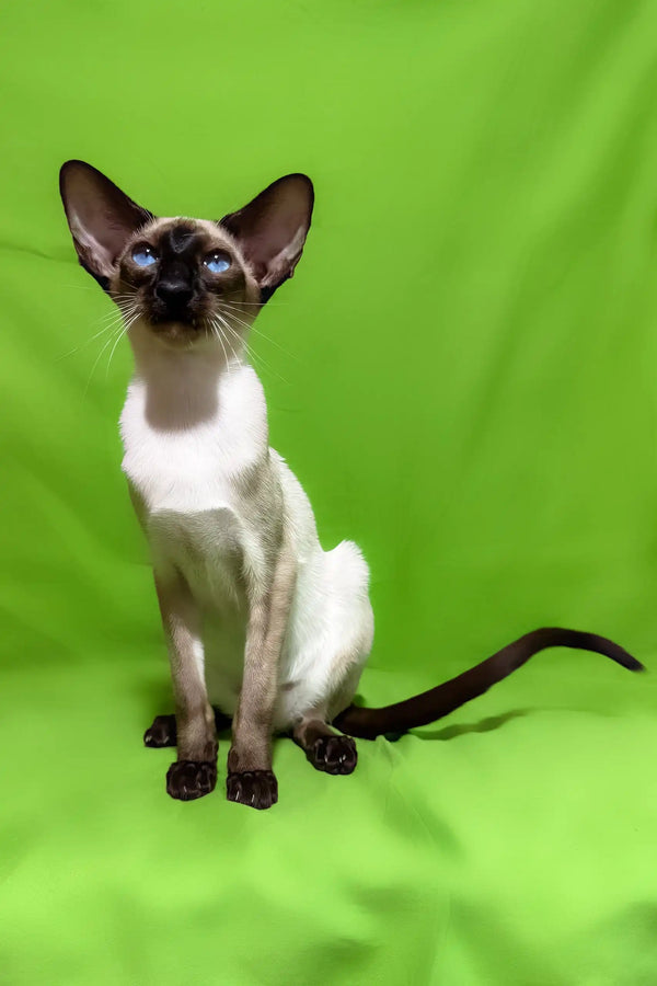 Amelia | oriental shorthair kitten