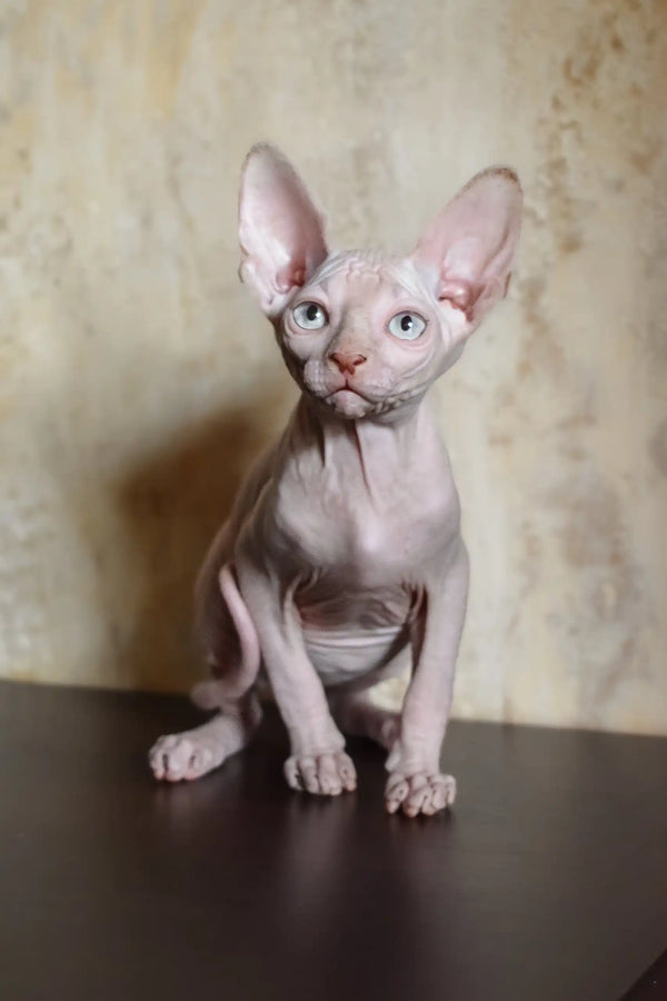 Ameliya | canadian sphynx kitten