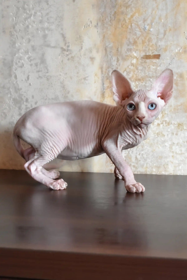 Ameliya | canadian sphynx kitten