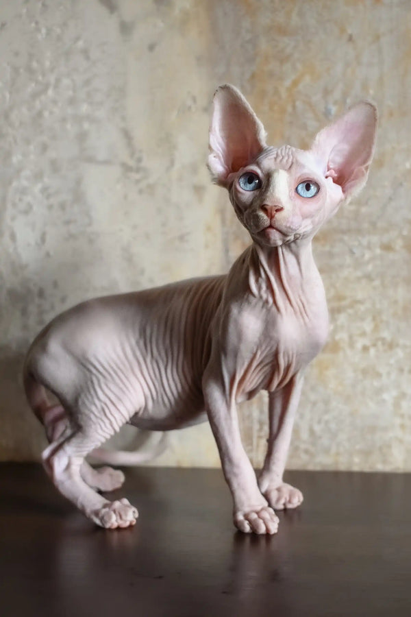 Ameliya | canadian sphynx kitten