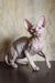Ameliya | canadian sphynx kitten