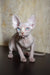 Ameliya | canadian sphynx kitten