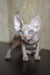 Ameliya | canadian sphynx kitten
