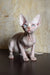 Ameliya | canadian sphynx kitten