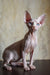 Ameliya | canadian sphynx kitten
