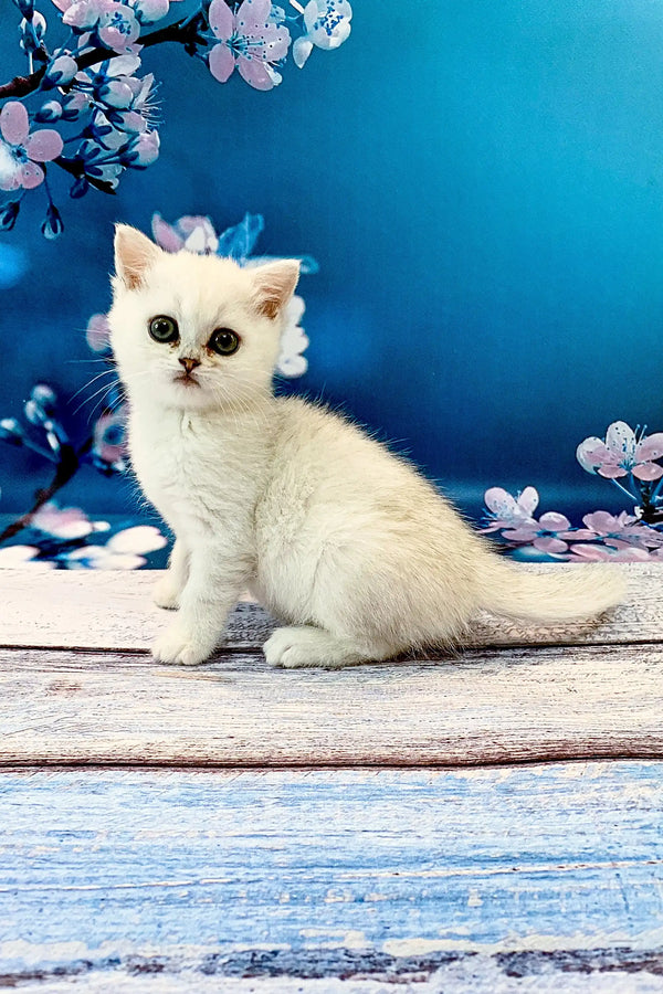 White fluffy British Shorthair kitten with big eyes, perfect cuddle buddy