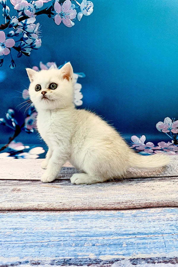White fluffy British Shorthair kitten with big eyes sitting on a wooden surface