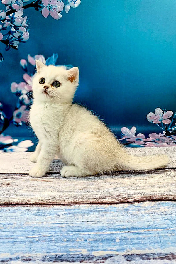 White British Shorthair kitten with big eyes sitting on a wooden surface
