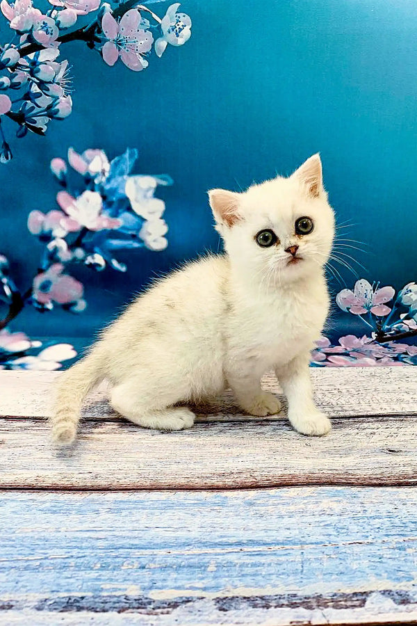 White British Shorthair kitten with big eyes sitting on a wooden surface