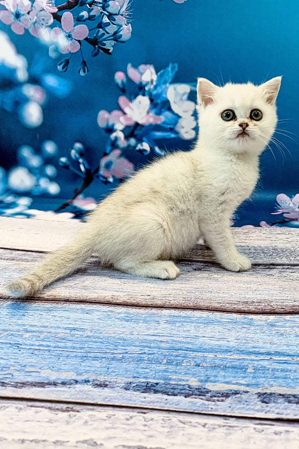 Adorable White British Shorthair Kitten sitting on wooden planks, named Amely