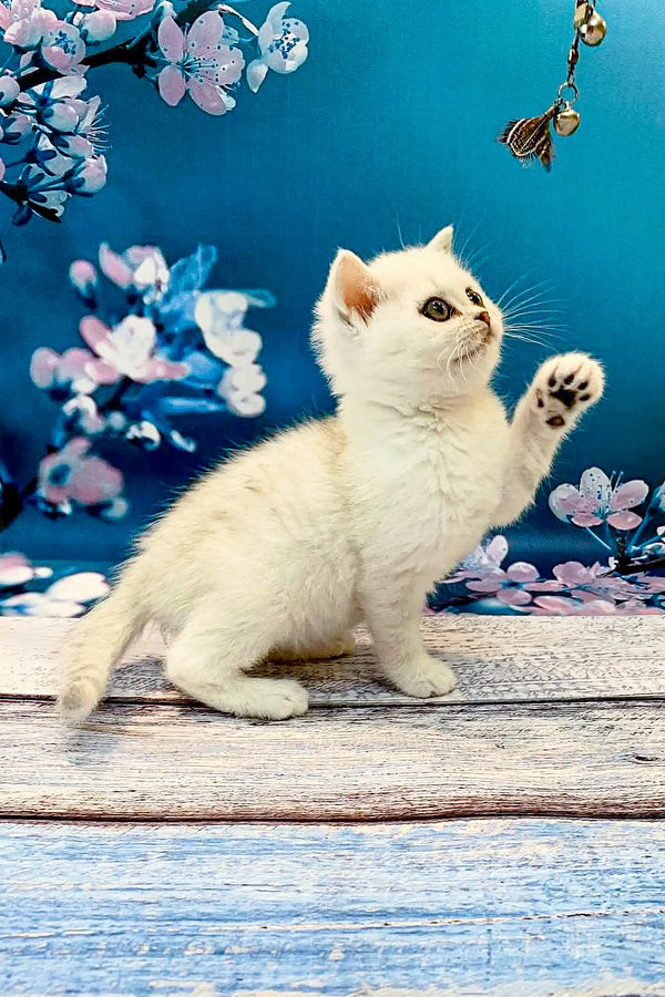 White British Shorthair kitten with a raised paw sitting on wood surface
