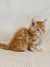 Fluffy Maine Coon kitten with blue eyes sitting on a textured surface