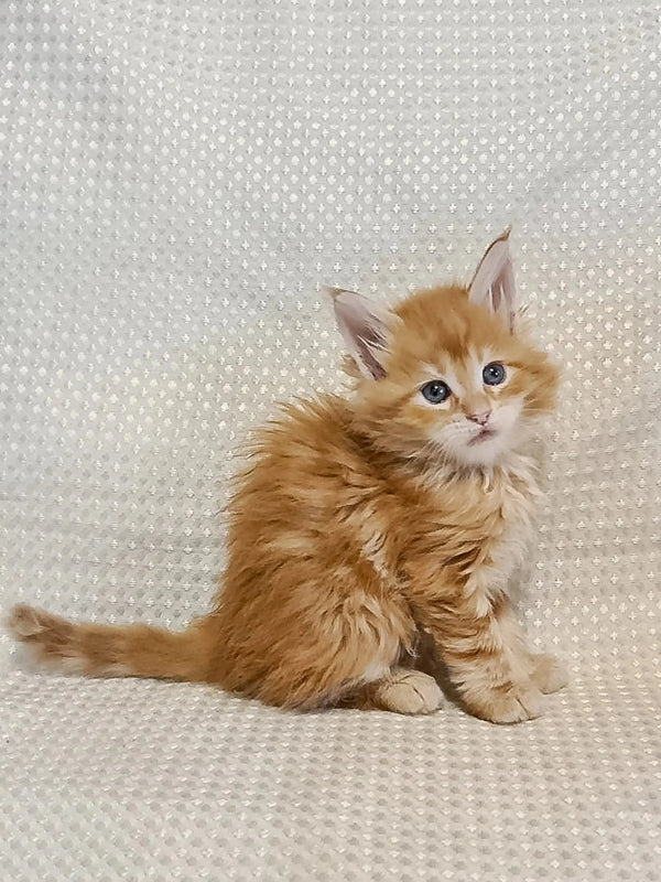 Fluffy orange Maine Coon kitten with blue eyes on a cool textured surface