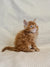 Fluffy orange Maine Coon kitten with bright blue eyes sitting upright