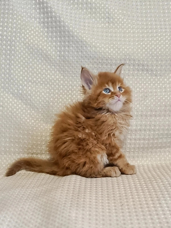 Fluffy orange Maine Coon kitten with bright blue eyes sitting upright