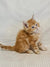 Fluffy orange Maine Coon kitten sitting on textured white surface