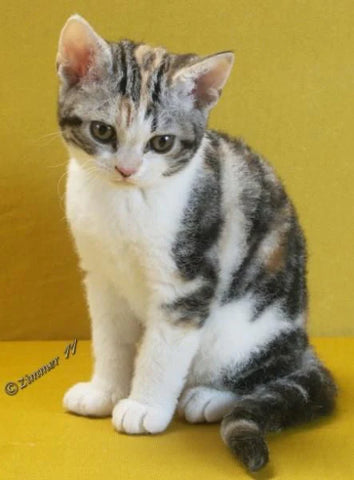 American Wirehair Cats