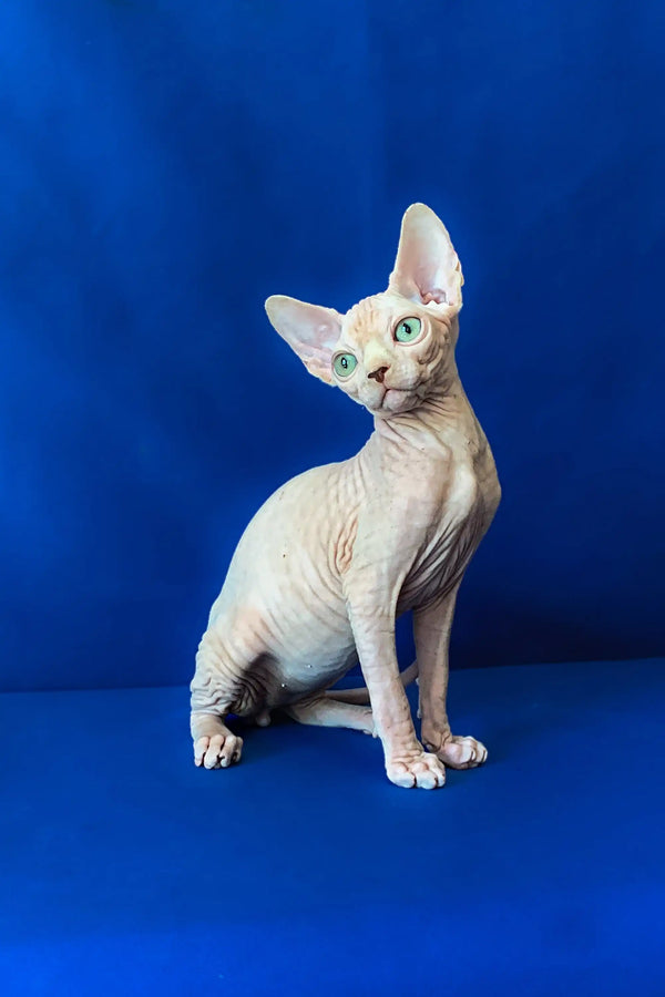Cute Hairless Sphynx cat with big ears, perfect for anyone wanting a Canadian Sphynx kitten