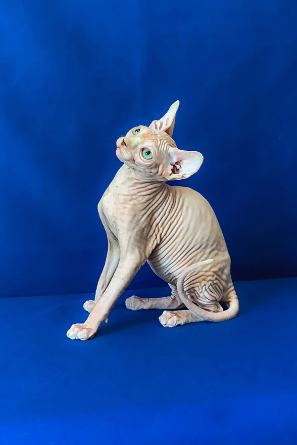 Hairless Sphynx cat with head tilted against blue, perfect for Canadian Sphynx lovers