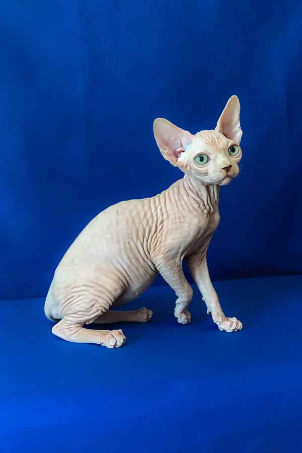 Hairless Sphynx kitten with big ears and wrinkles, perfect for any Canadian Sphynx lover