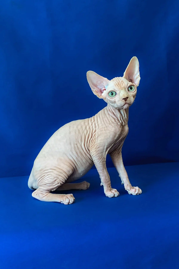 Hairless Canadian Sphynx kitten with wrinkled skin and big ears sitting upright