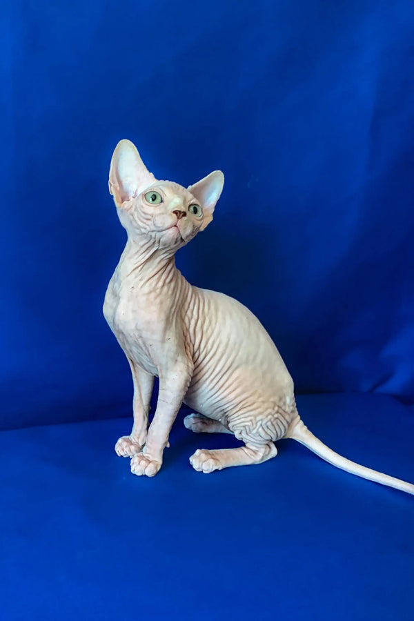 Ametist the Canadian Sphynx kitten sitting alert and upright, showcasing its adorable charm