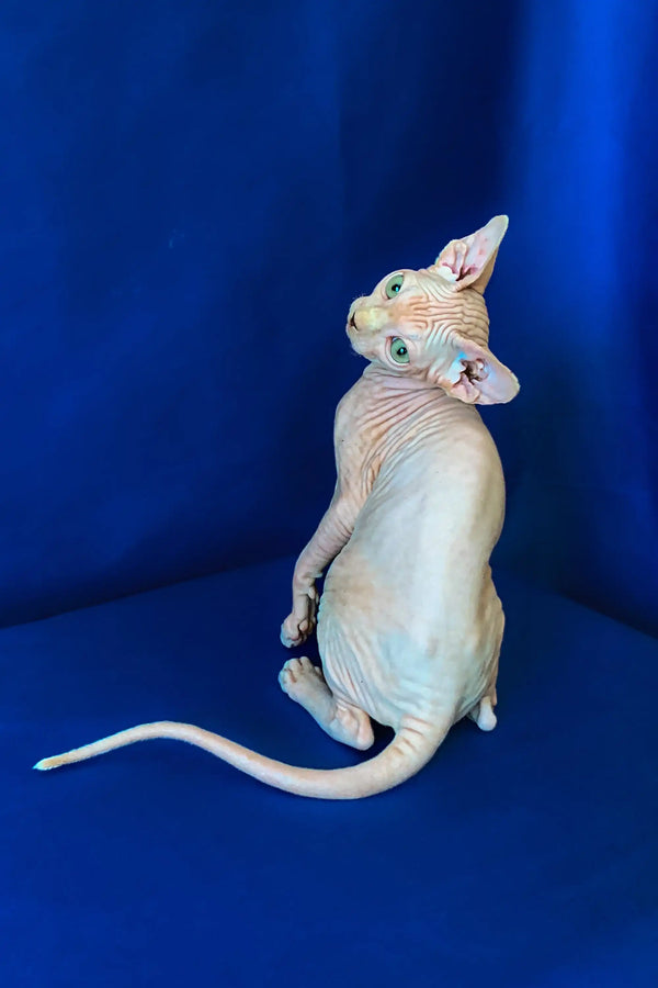 Cute Hairless Canadian Sphynx Kitten with wrinkled skin and bright blue eyes