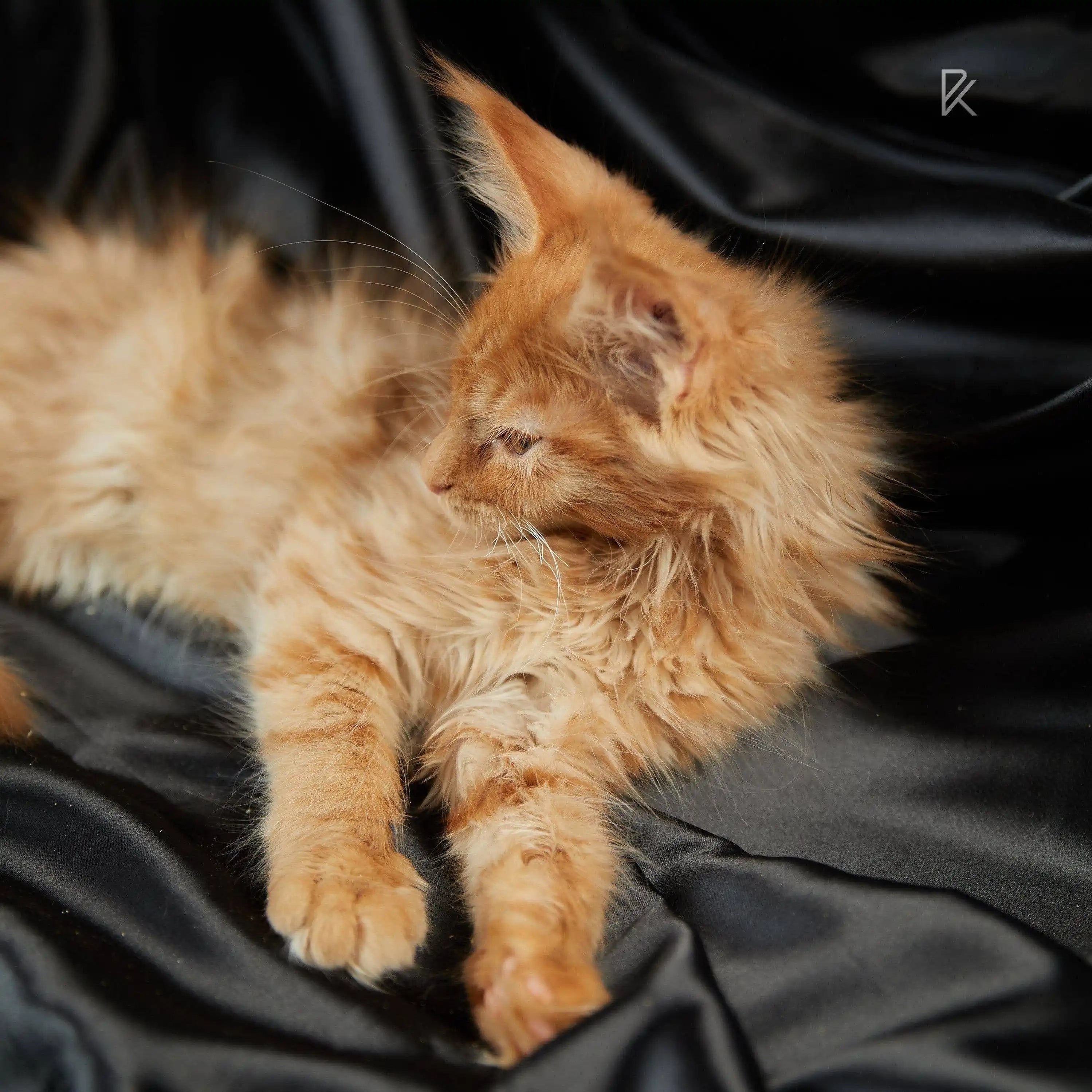 Maine Coon Kittens for Sale Ametist | Kitten