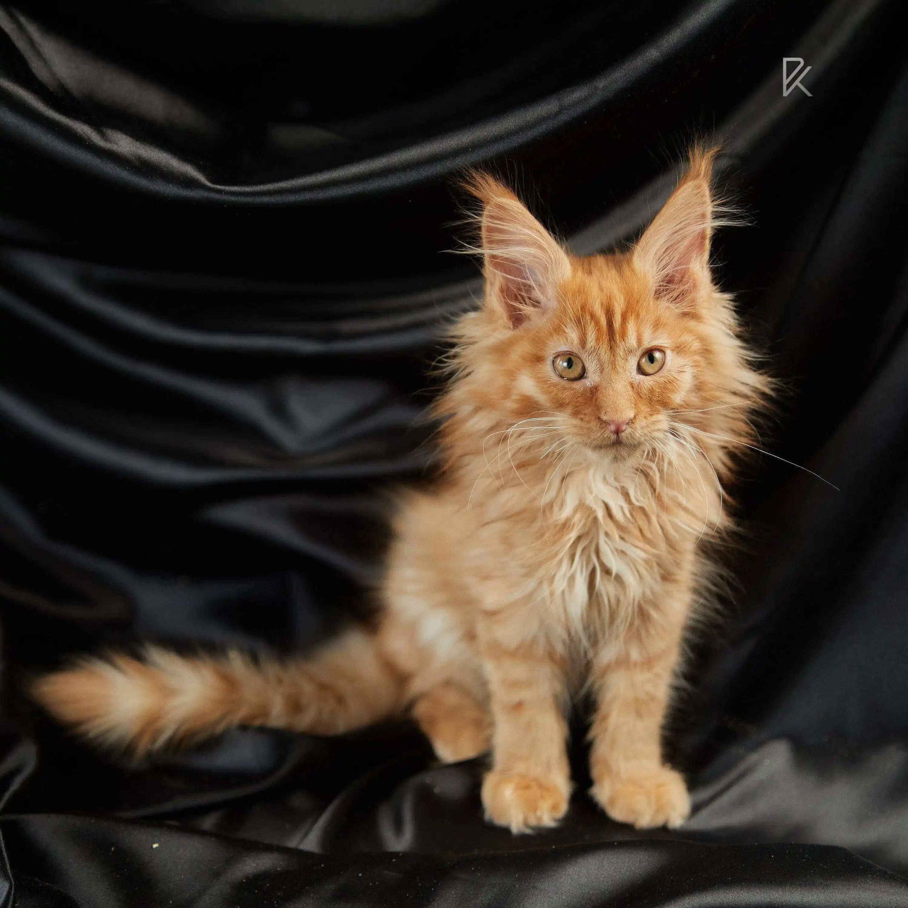 Maine Coon Kittens for Sale Ametist | Kitten