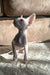 Adorable Hairless Cornish Rex Kitten with Big Ears from Amie Collection