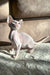 Adorable Hairless Pink Cat, a playful Amie Cornish Rex Kitten looking for love