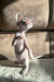 Adorable Hairless Cornish Rex Kitten named Amie standing upright and looking playful