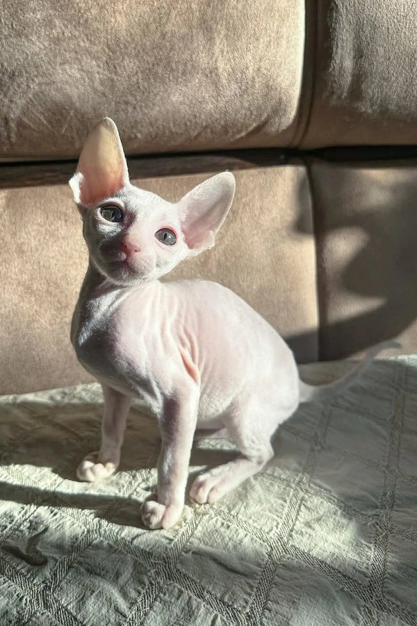 Cute hairless white kitten from Amie, a playful Cornish Rex breed