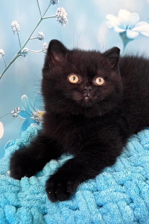 Amigo | british shorthair kitten