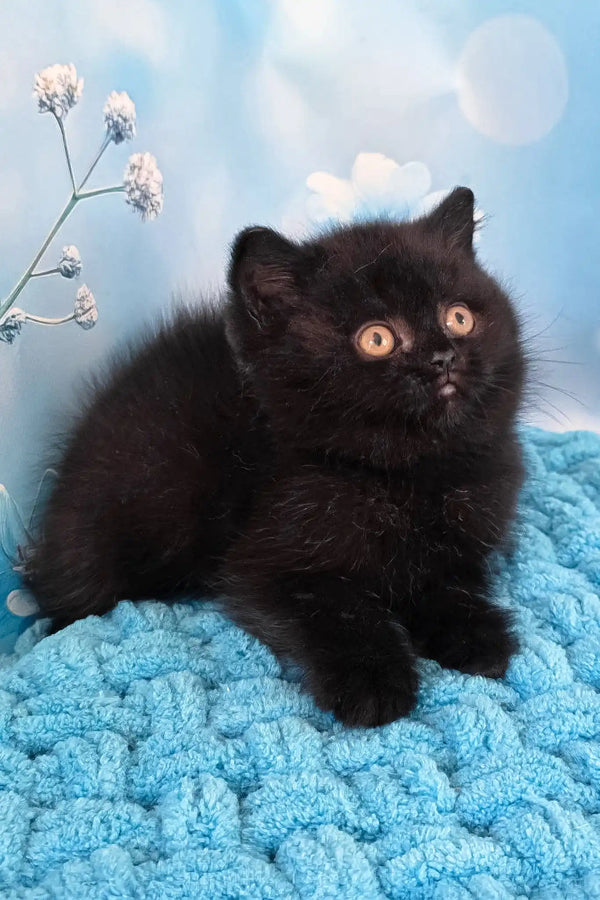 Amigo | british shorthair kitten