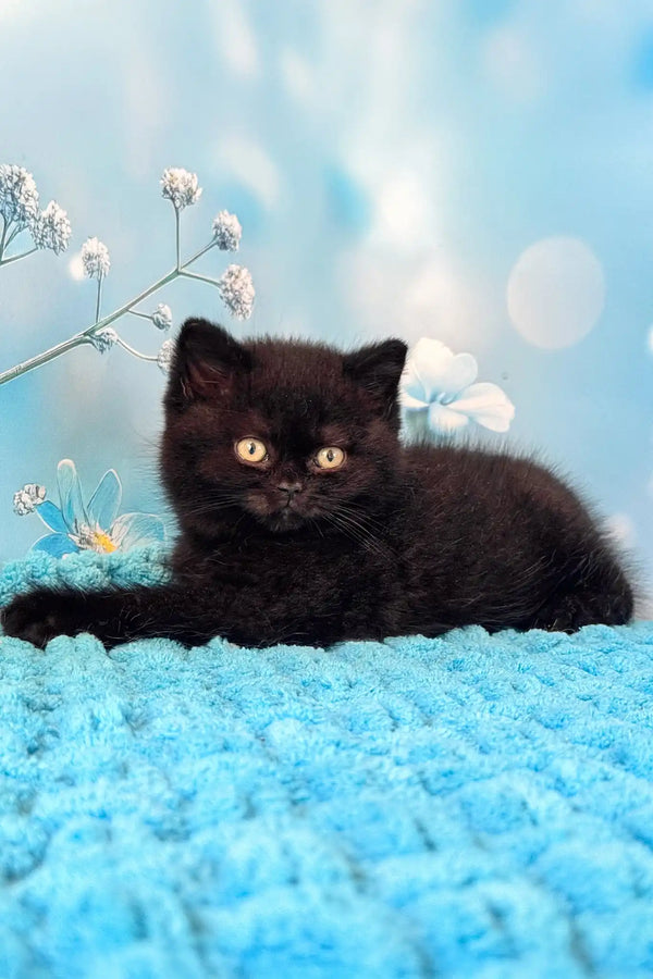 Amigo | british shorthair kitten