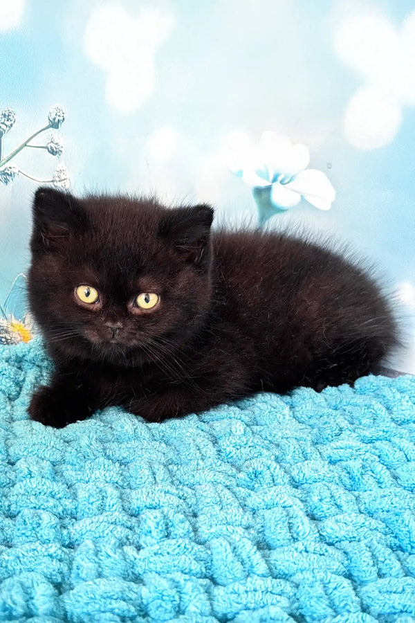 Amigo | british shorthair kitten