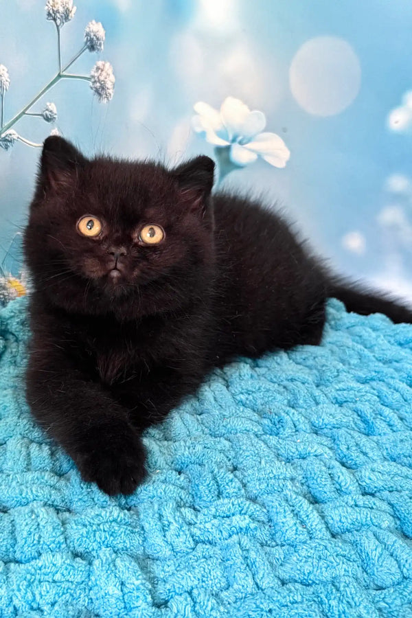 Amigo | british shorthair kitten