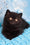Amigo | British Shorthair Kitten