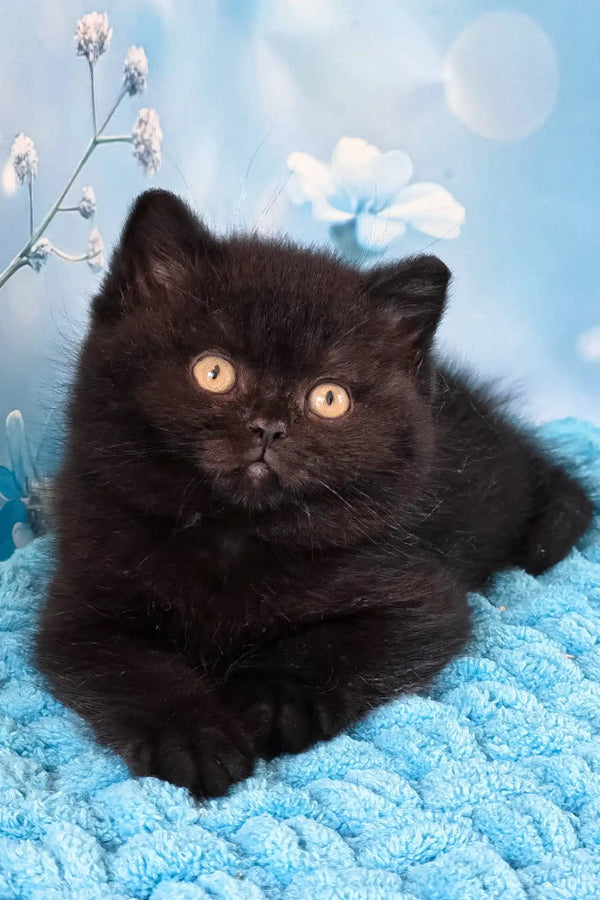 Amigo | british shorthair kitten