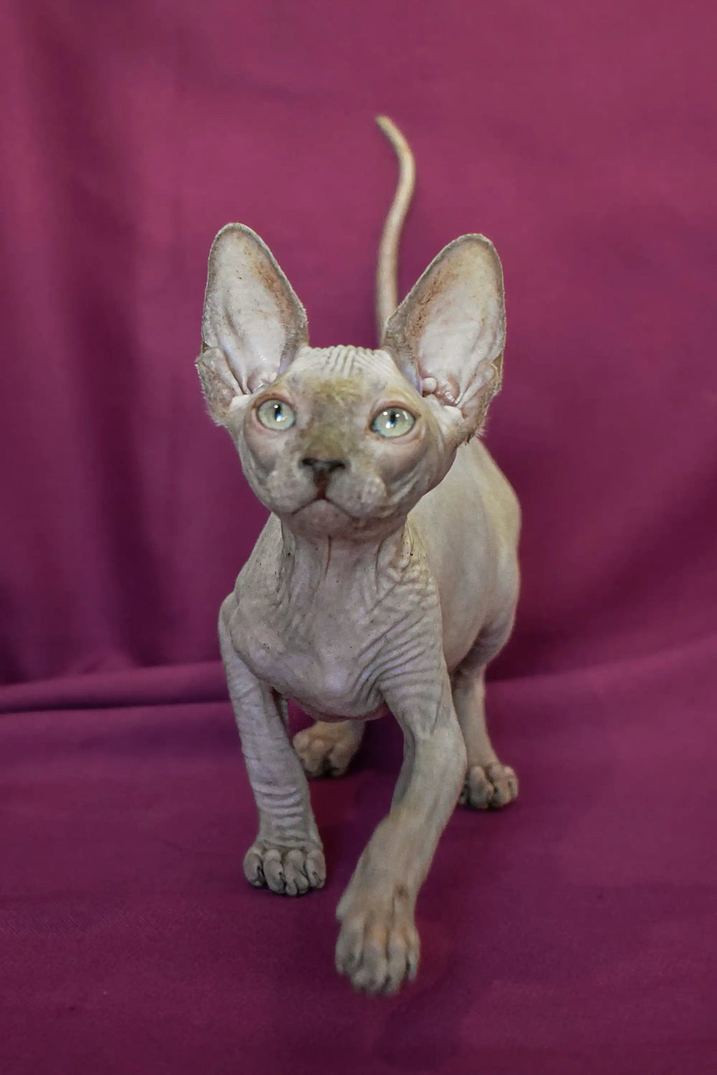Sphynx Kittens for Sale Amigo | Elf Straight Kitten