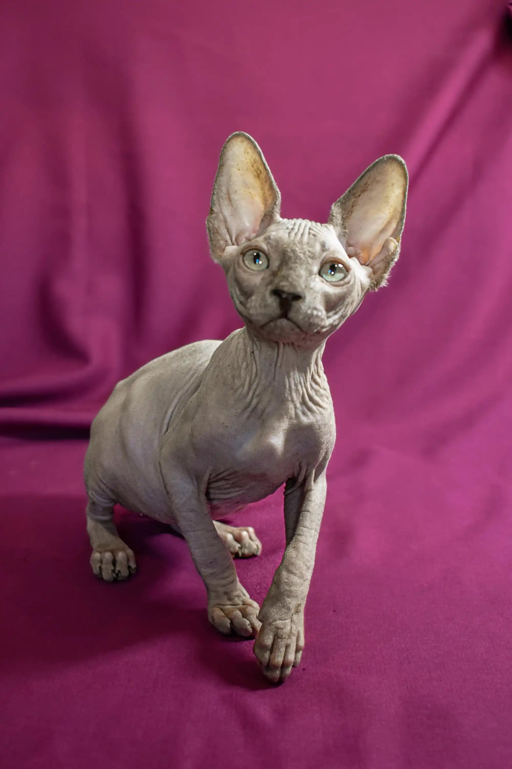Sphynx Kittens for Sale Amigo | Elf Straight Kitten